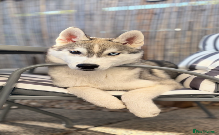 Siberian Husky dogs - Advert 1