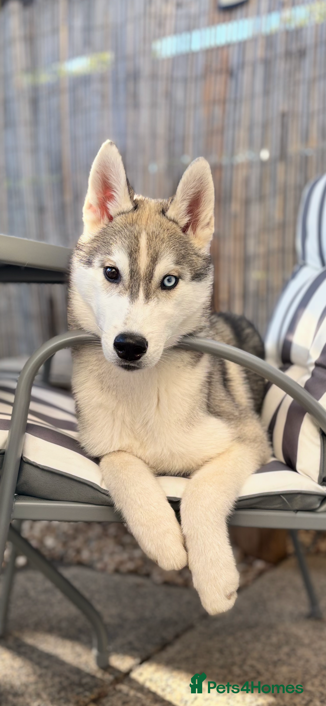 Siberian Husky dogs for sale: Beautiful Siberian Husky - Image 1