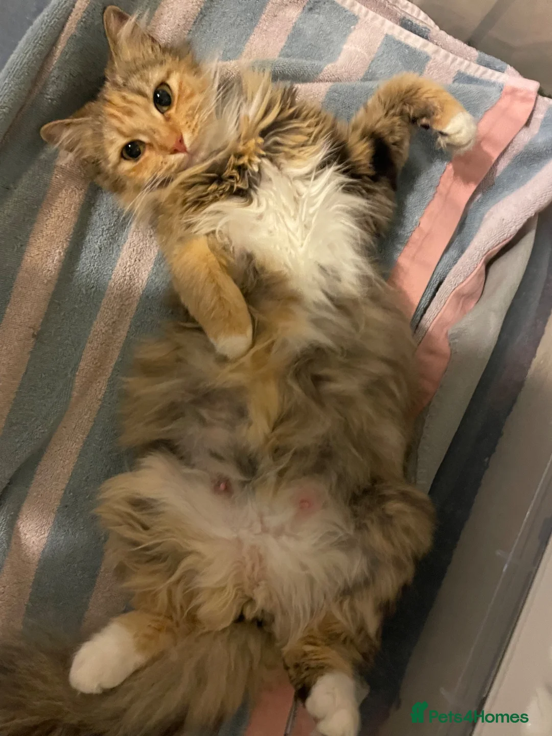 Mixed Breed cats for sale: 1 male ginger tabby kitten  - Advert 4