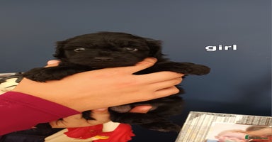 Cockapoo dogs - Advert 6