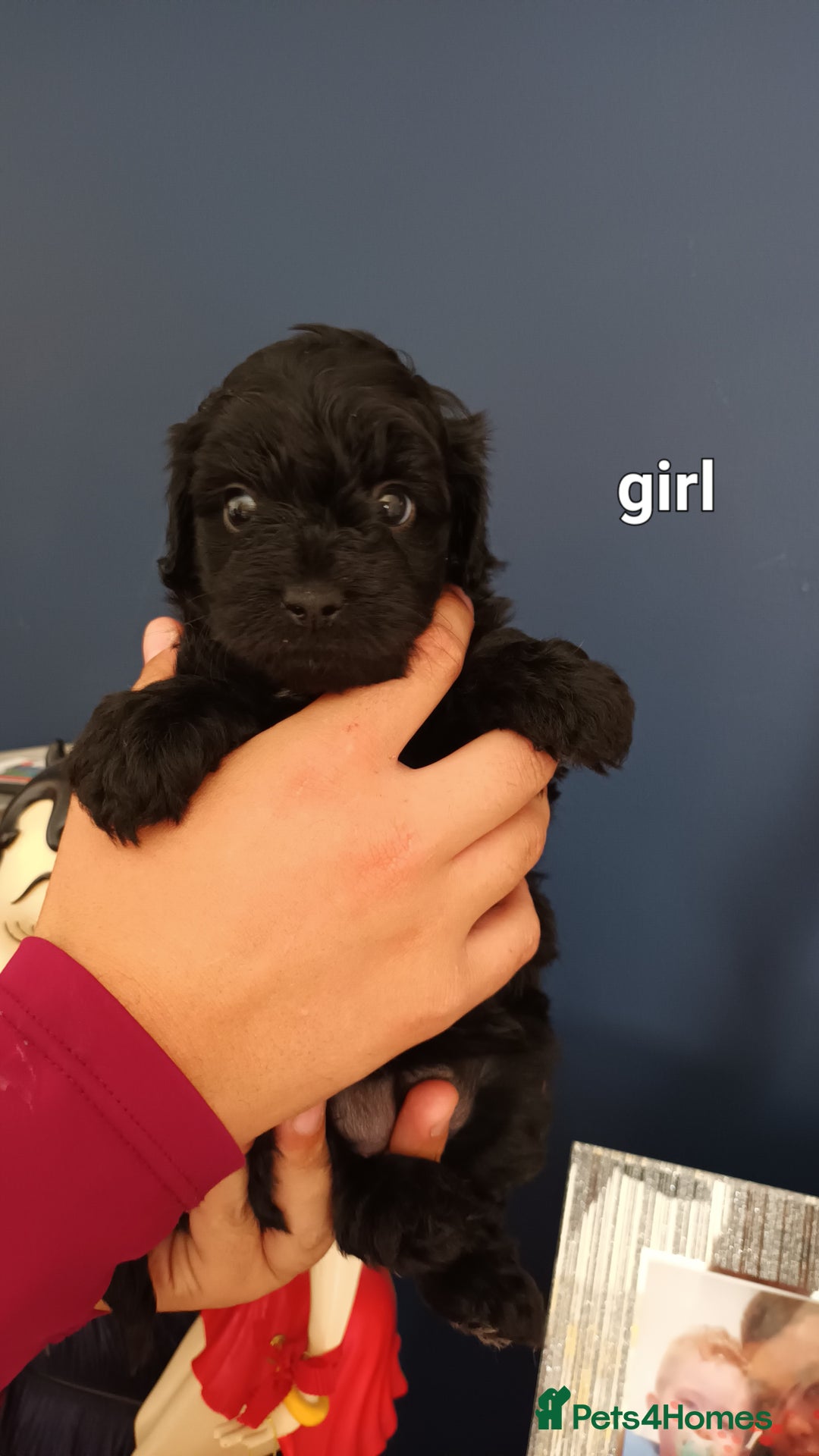 Cockapoo dogs for sale: F1B Cockapoo boy and girl  - Image 3