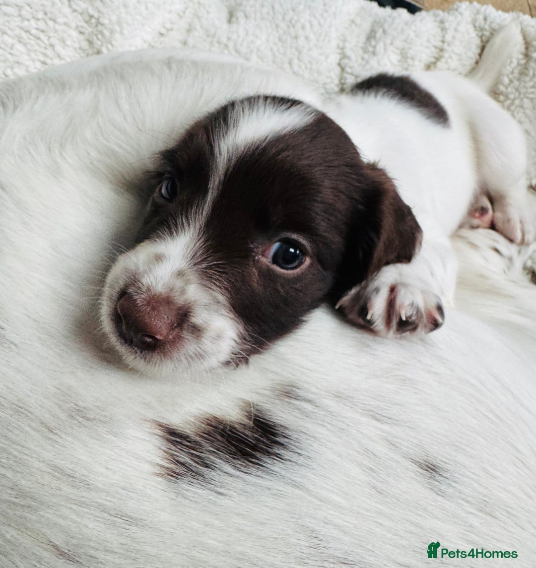 English Springer Spaniel dogs for sale: KC Quality English Springer Spaniels - Image 4