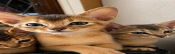 Abyssinian cats for sale: Abyssinian Kittens HCM Clear | Champion Bloodlines - Advert 29