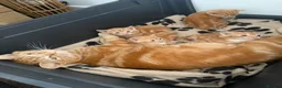Domestic Shorthair cats for sale: Stunning ginger kittens  in Kinross - Advert 14
