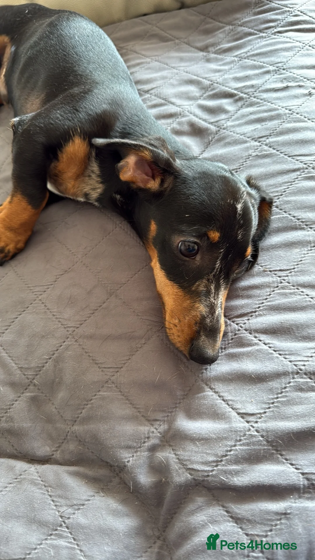 Miniature Dachshund dogs for sale: Miniture Dachsund  in March - Advert 1