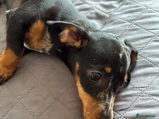 Miniature Dachshund dogs Miniture Dachsund - Advert 13