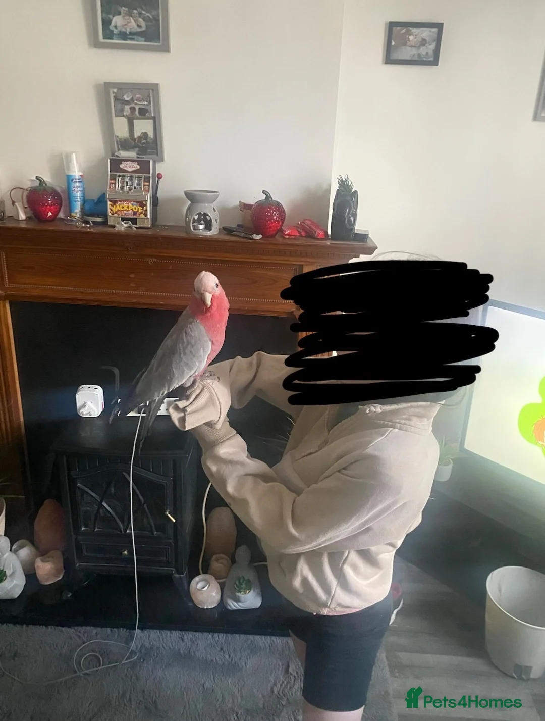 Cockatoo birds for sale: Pink galah cockatoo.  - Advert 2