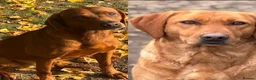 Labrador Retriever dogs for sale: WAITING LIST - KC Reg Dark Fox Red Litter - Advert 1