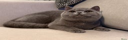 British Shorthair cats for sale: Lovely BSH  - Advert 8