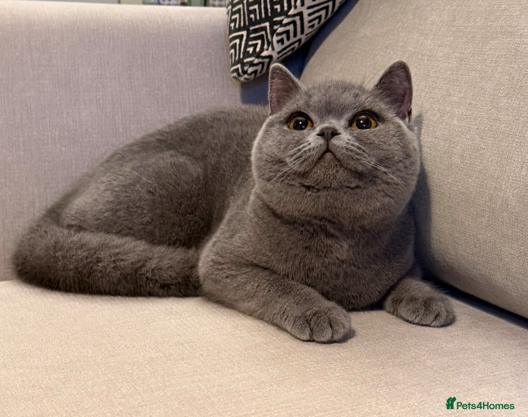 British Shorthair cats for sale: Lovely BSH  - Advert 8