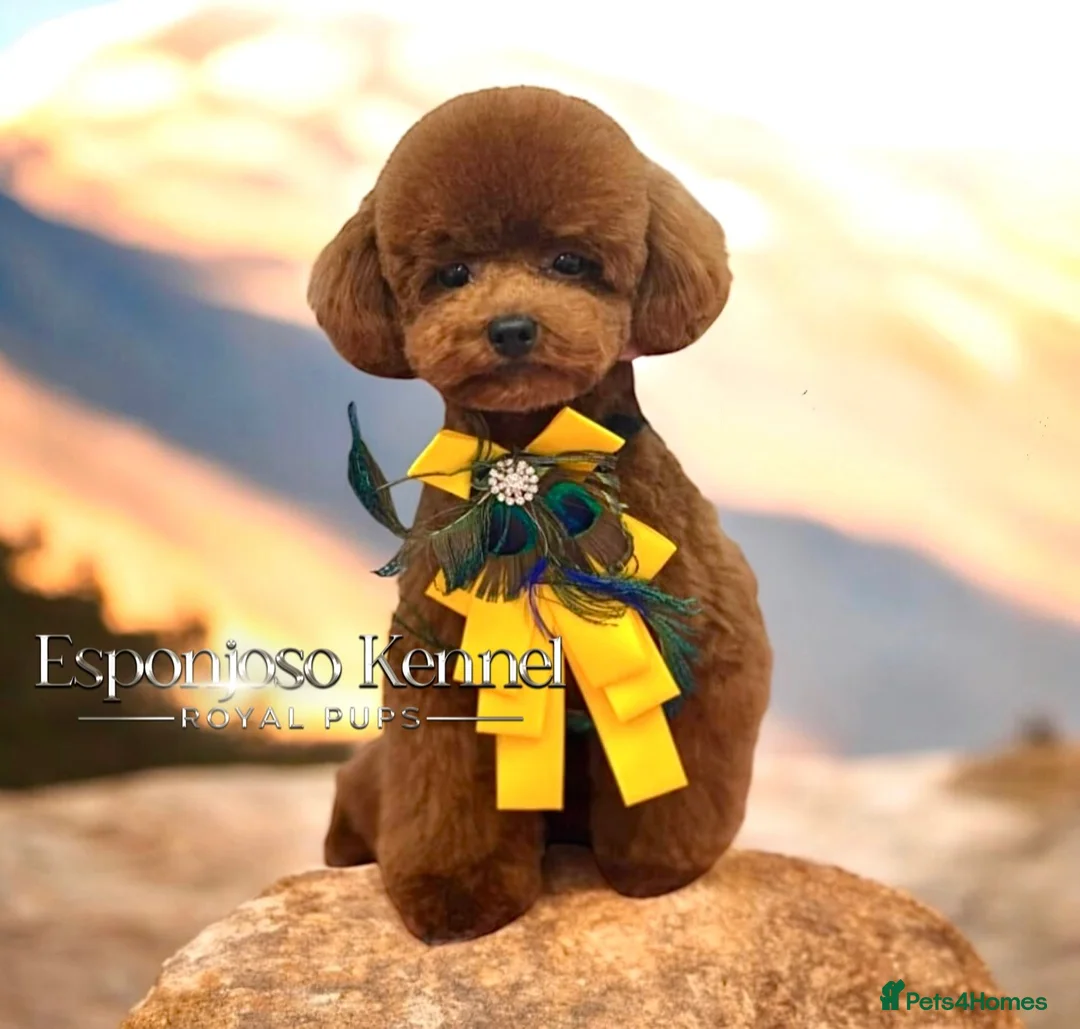 Toy Poodle dogs for stud: 👑 One-in-a-Million red Asian Toy Poodle Stud 👑 - Advert 2