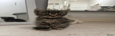 Bengal Kitten 