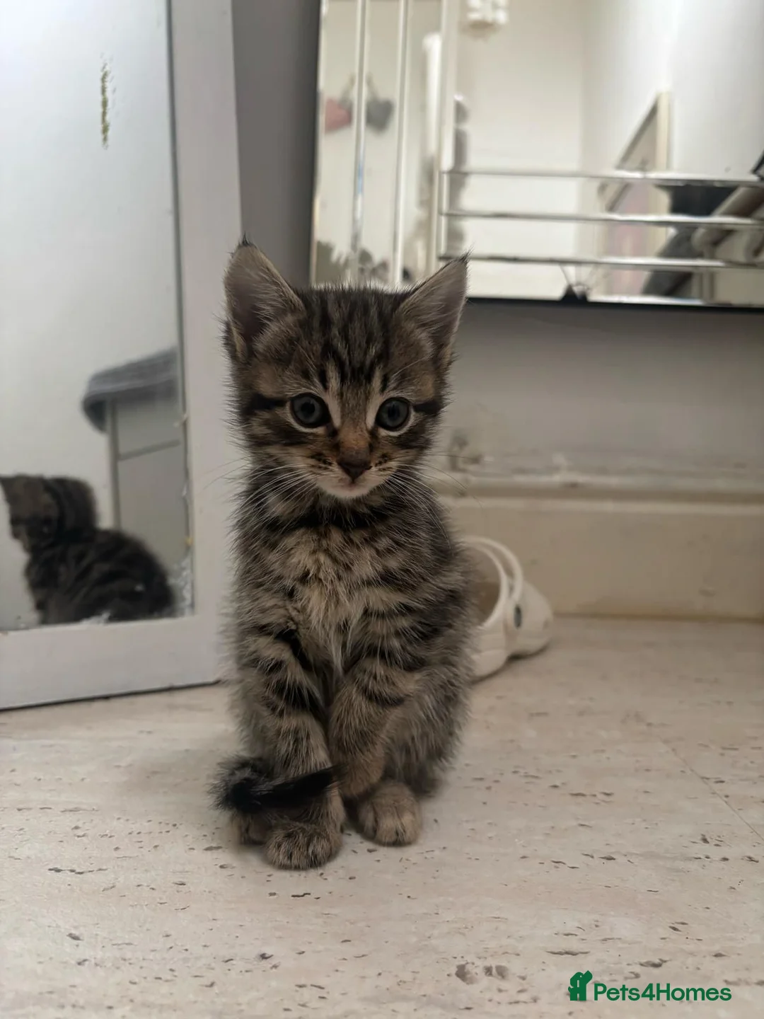 Bengal cats for sale: Gorgeous Bengals - Advert 1