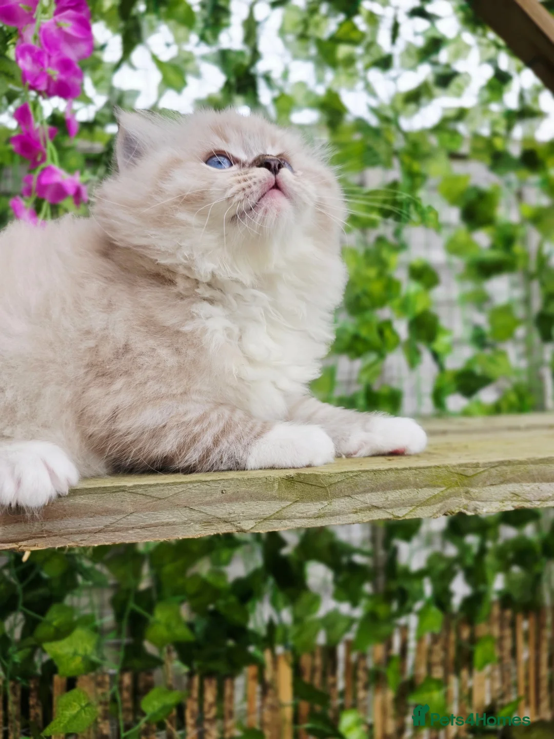 Ragdoll cats for sale: 5 amazing European babies.  Tica registered  - Advert 4