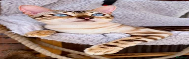 Bengal 1