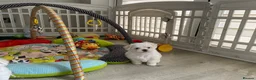 Maltese dogs for sale: Last Beautiful KC Registered Maltese Girl - Advert 9