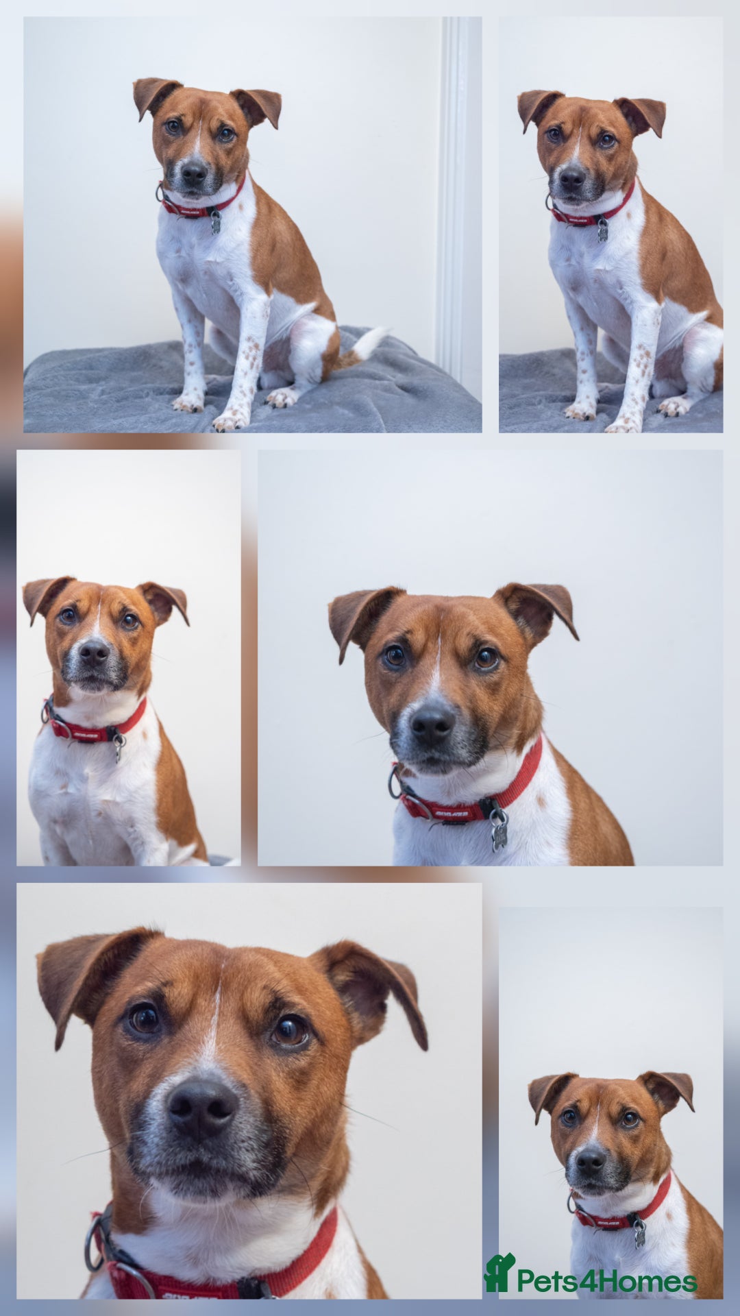 Plummer Terrier dogs for sale: Lovely Plummer Pupps - Advert 12