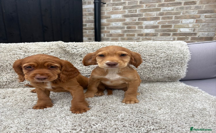 Cocker Spaniel dogs - Advert 9