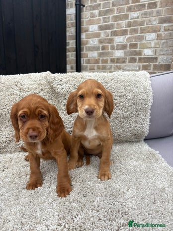 Cocker Spaniel dogs - Advert 12
