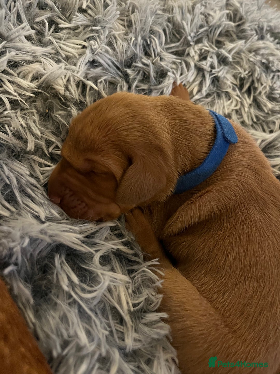 Hungarian Vizsla dogs for sale: 8 stunning Vizsla puppies  - Advert 3