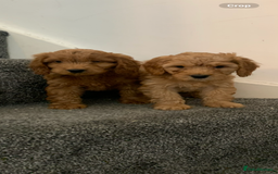 Cavapoo dogs for sale: Small Cavapoo puppies (toy poodle) - Image 6