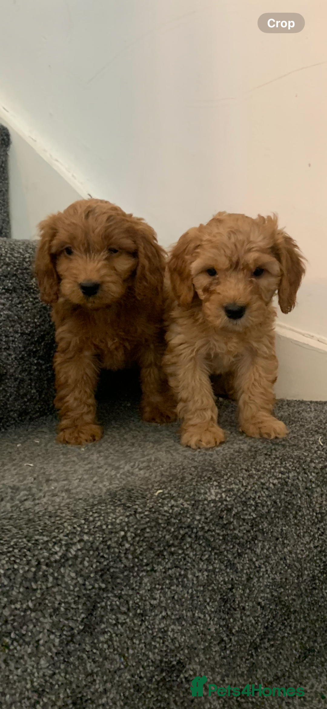Cavapoo dogs for sale: Small Cavapoo puppies (toy poodle) - Image 6