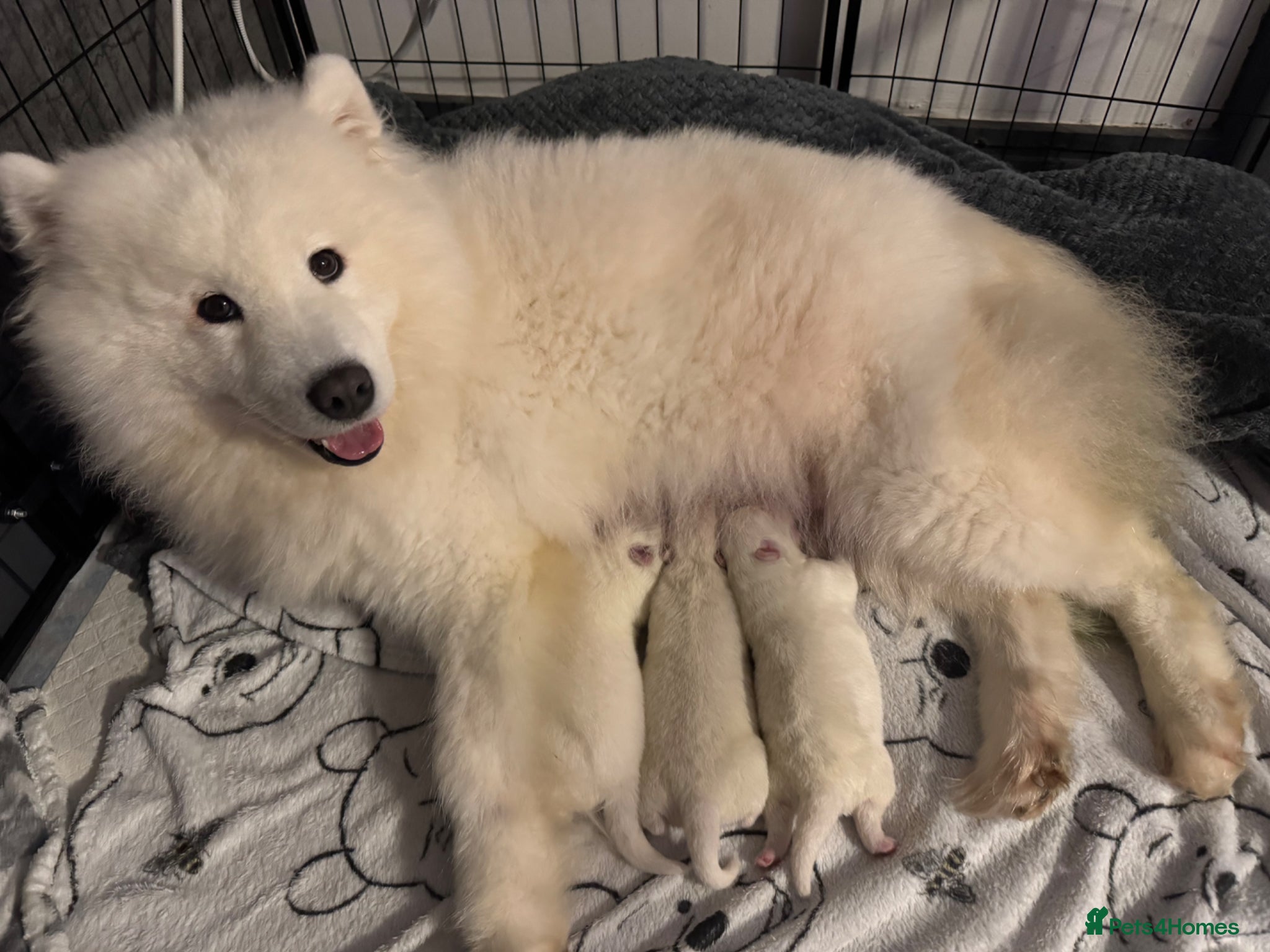 Samoyed dogs for sale: Stunning KC Samoyed babies  - Advert 2