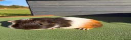 Guinea Pig rodents for sale: Male guinea pig  - Advert 1