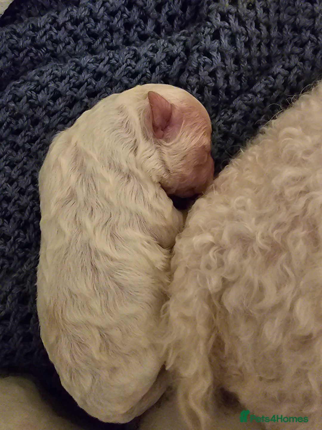 Bichon Frise dogs for sale: 7 bichon frise puppies for sale - Advert 3