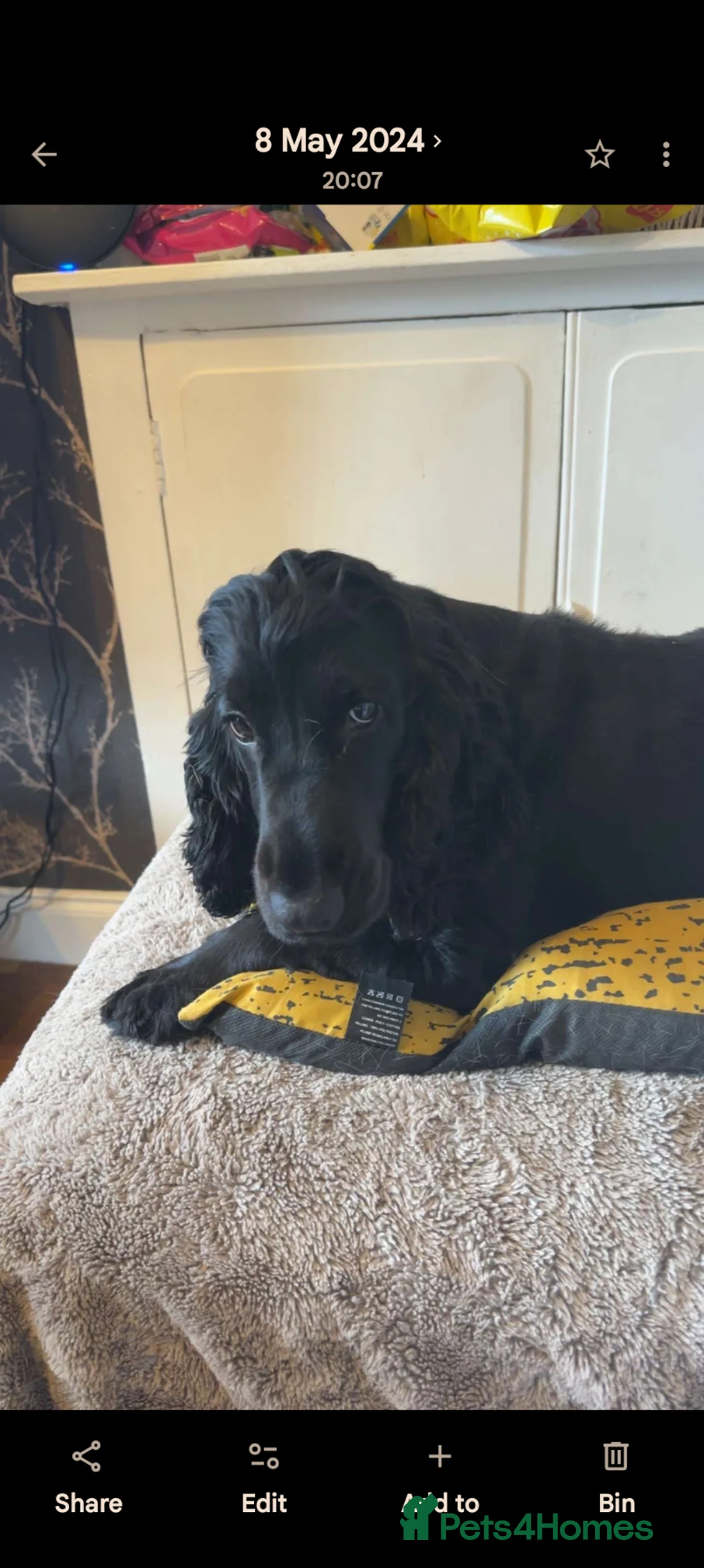 Cocker Spaniel dogs for sale: Cocker spaniel female  - Advert 2