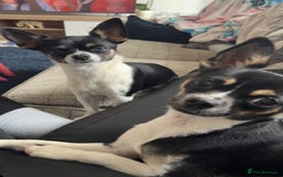 Chihuahua dogs for sale: 2 female toy Chihuahuas for sale - Image 2