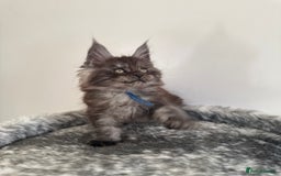 Maine Coon cats for stud: Marley available for stud duties!  - Image 6