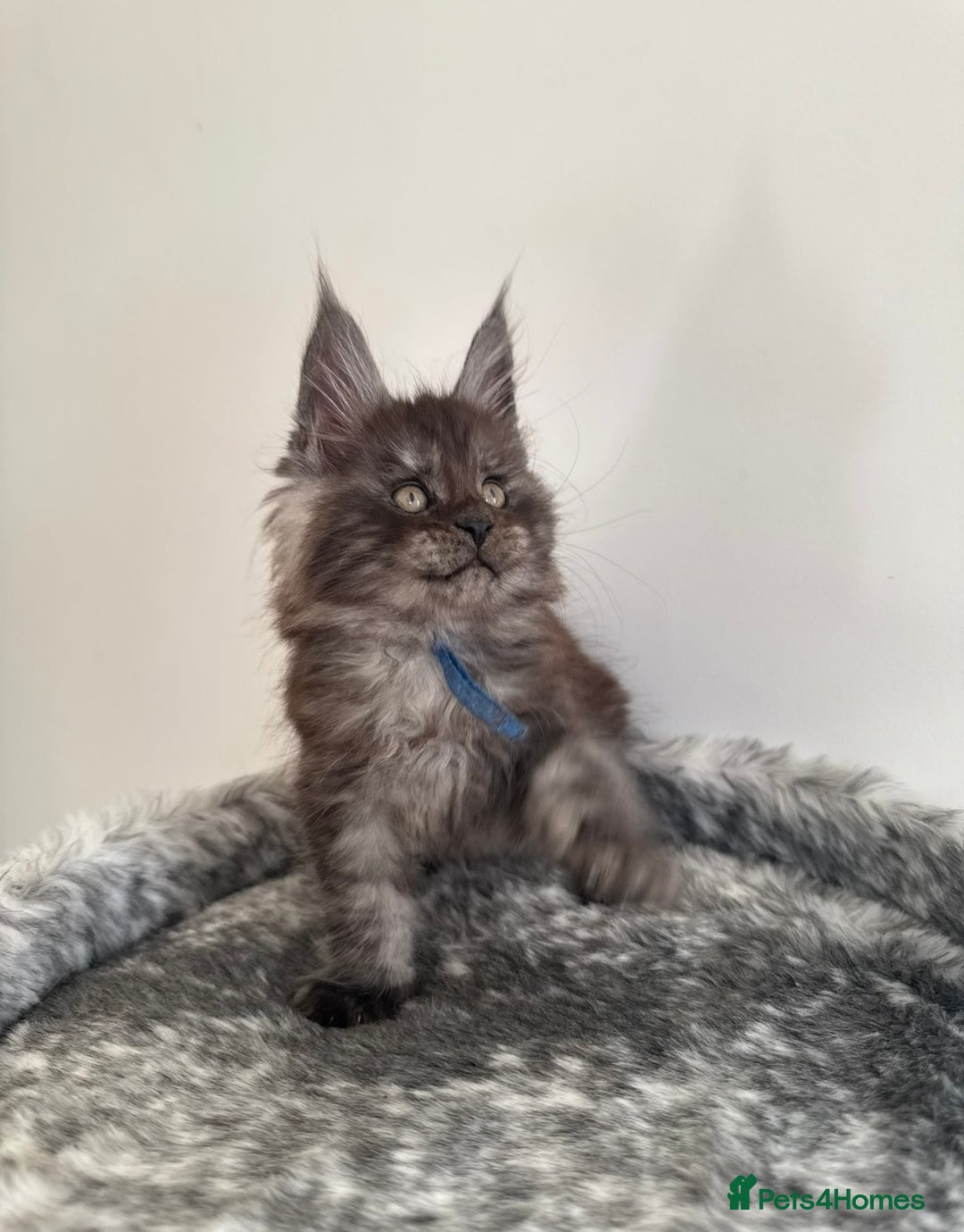 Maine Coon cats for stud: Marley available for stud duties!  - Image 6