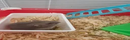 Hamster rodents for sale: Russian hamster  in Wrexham - Advert 4