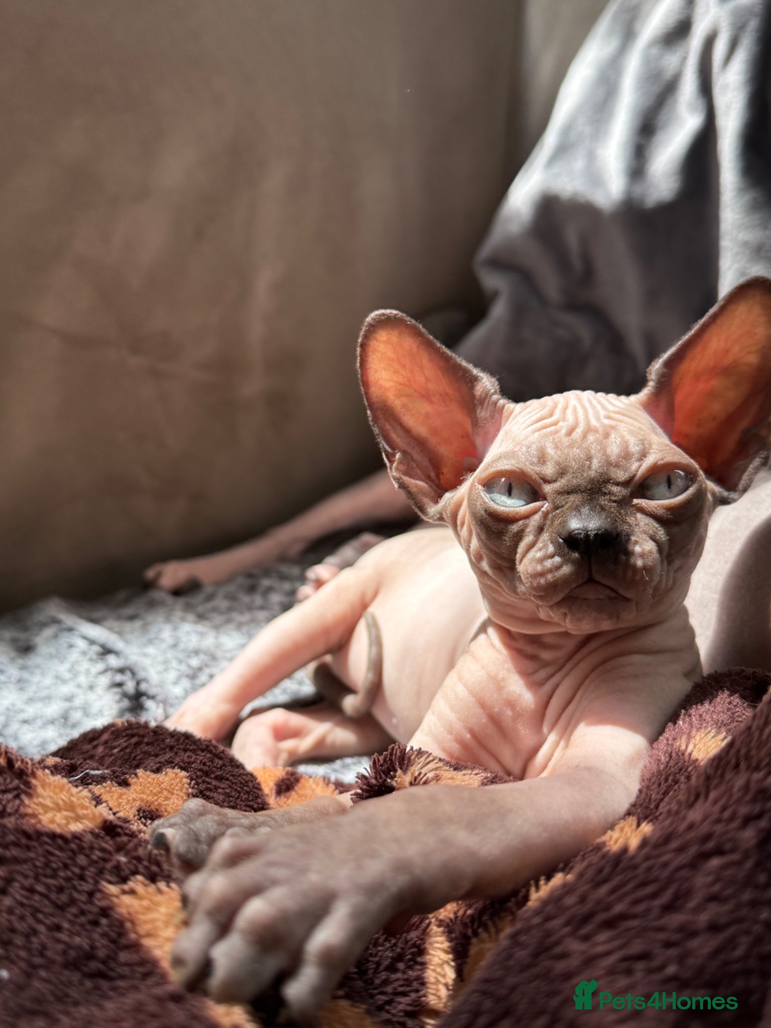 Sphynx cats Horus 😻 Sphynx Boy – Ready for His Home - Advert 5
