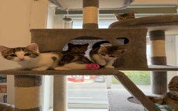 Mixed Breed cats for sale: Adorable Kittens Looking for Forever Homes! 🐱💕 - Image 6