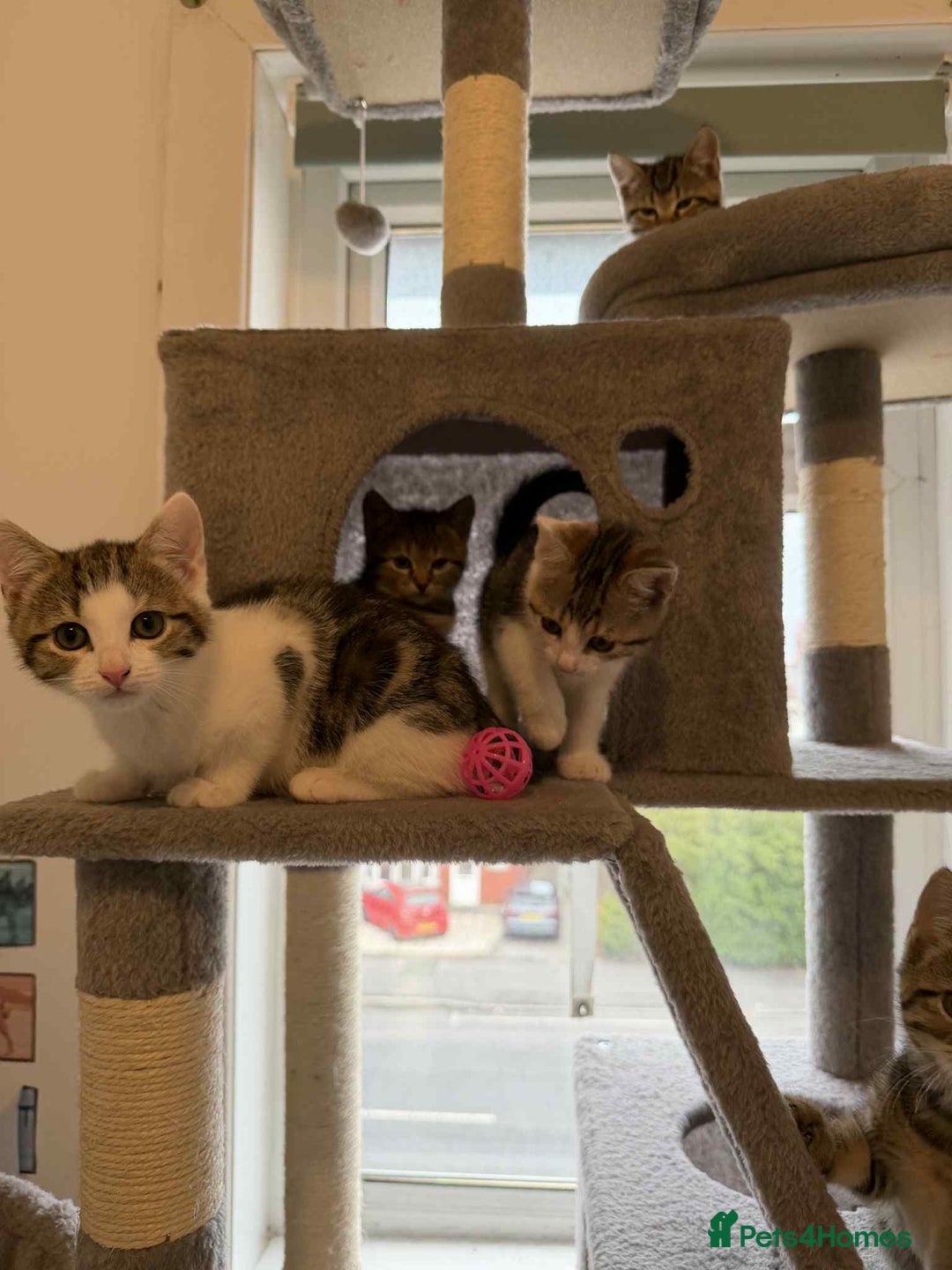 Mixed Breed cats for sale: Adorable Kittens Looking for Forever Homes! 🐱💕 - Image 6