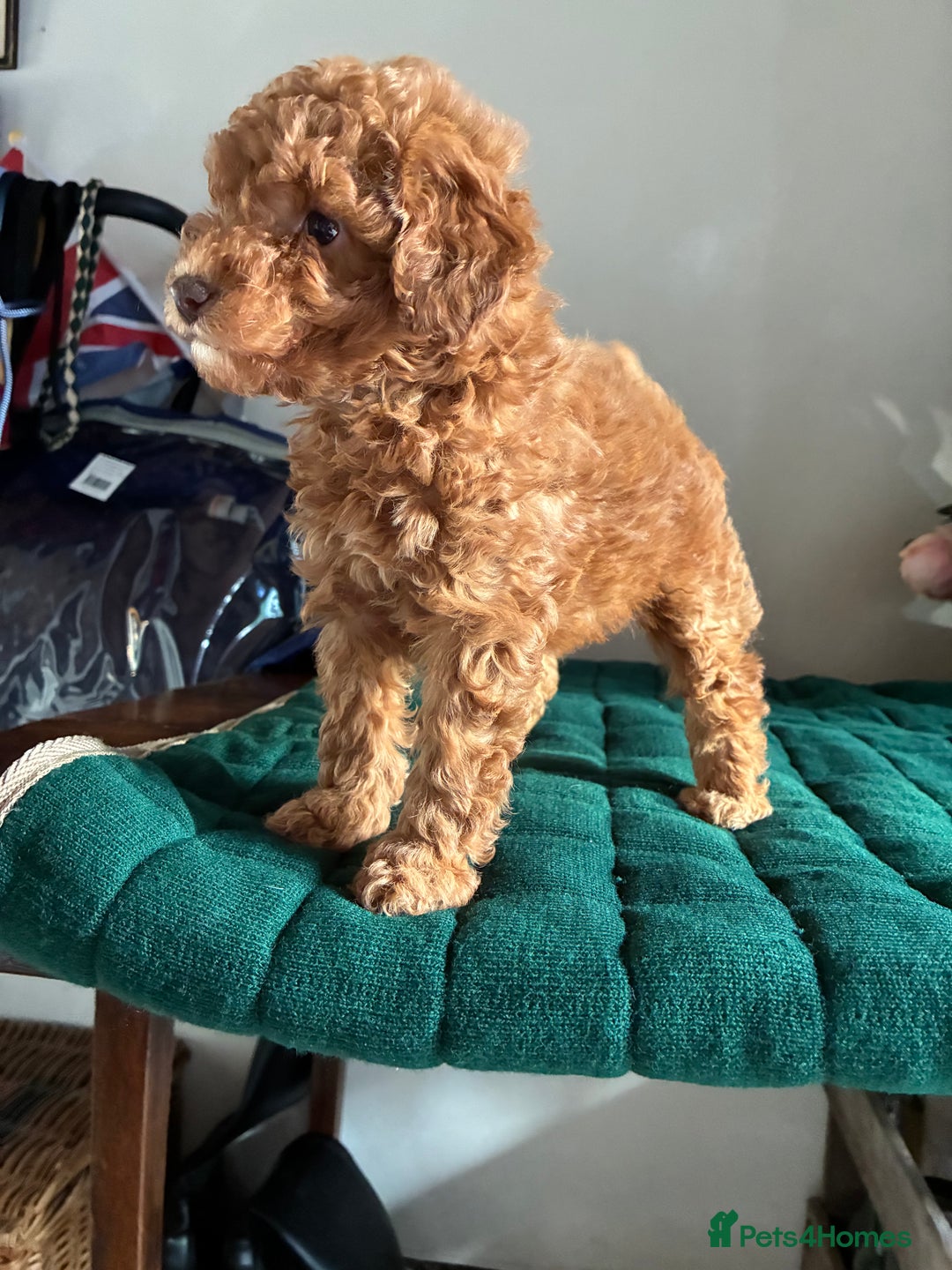 Toy Poodle dogs for sale: Red and Apricot Tiny Toy Poodles - Ready Soon - Advert 11