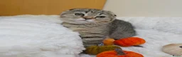 Scottish Fold cats for sale: Golden Tabby Kittens  - Advert 13