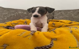 Whippet dogs for sale: Beautiful whippet puppies ready soon - Image 10