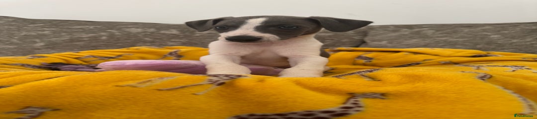 Whippet Puppy 4
