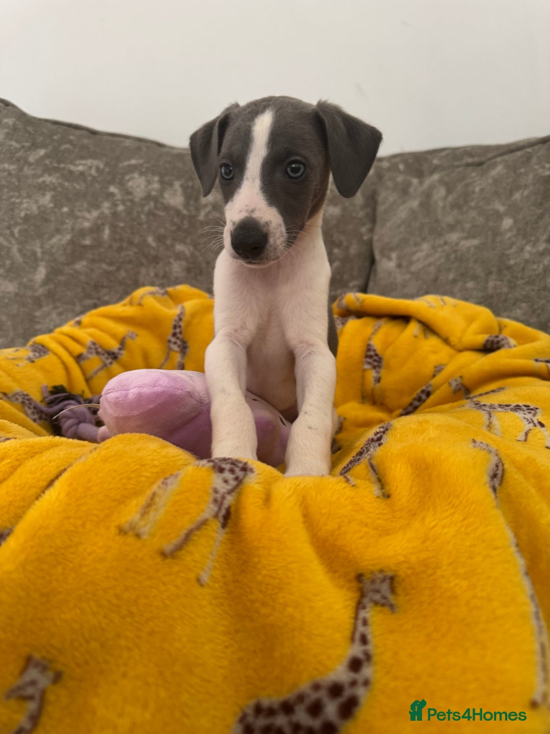 Whippet dogs for sale: Beautiful whippet puppies ready soon - Image 10
