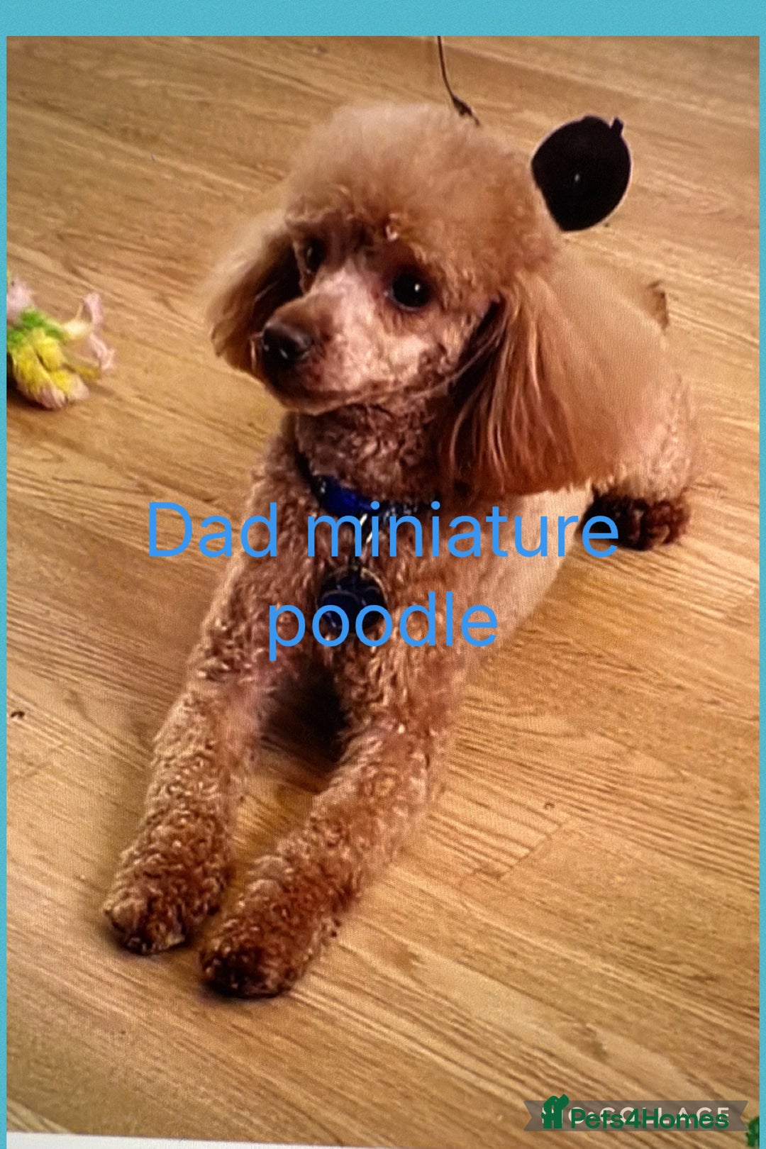 Cavapoo dogs for sale: 8 x cavapoo F1B puppies ready to leave  - Advert 5