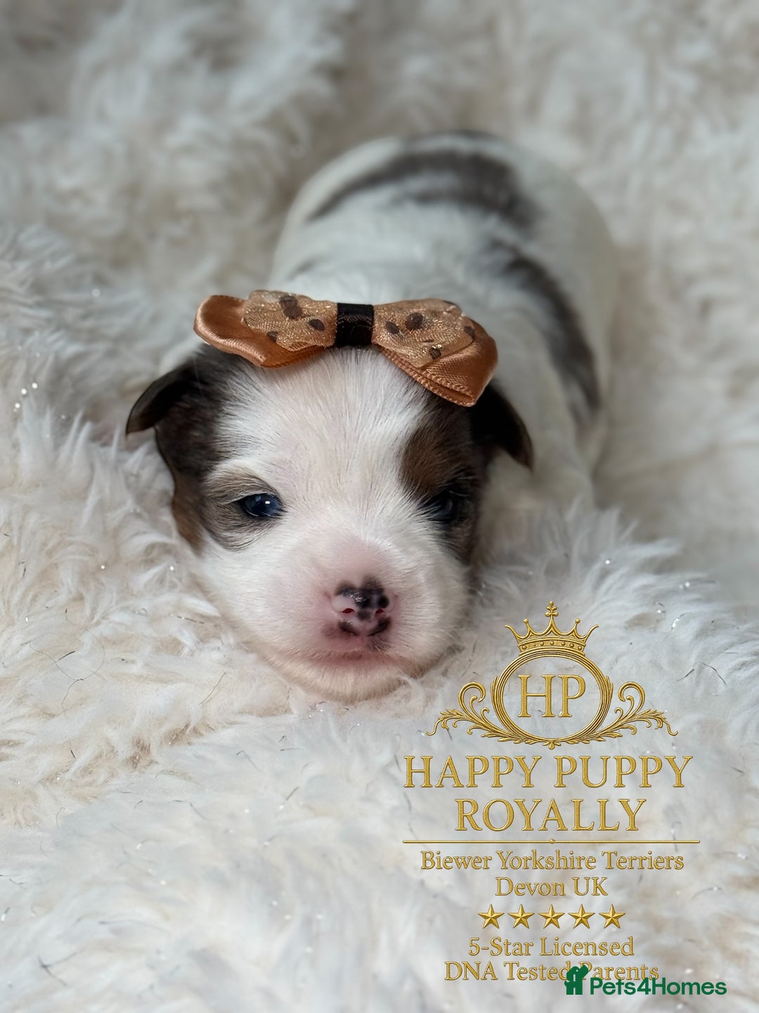 Biewer Terrier dogs for sale: BIEWER YORKIE PUPPIES 4 Available Licensed Breeder - Advert 5