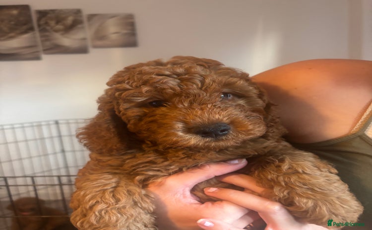 Labradoodle dogs - Advert 8