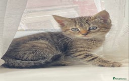 Mixed Breed cats for sale: 6 beautiful kittens  - Image 3