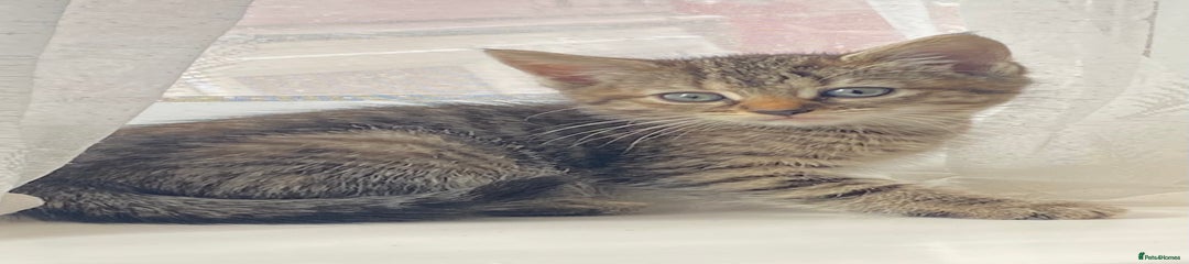 Mixed Breed Kitten 3