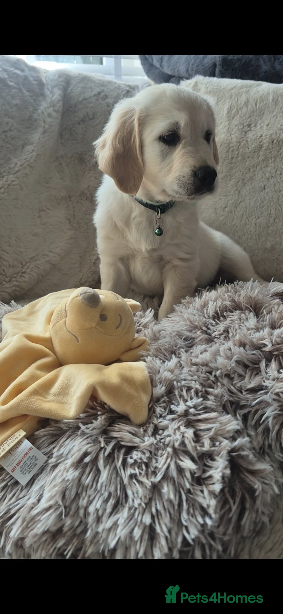 Golden Retriever dogs 💙Only 1 Boy left 💙Golden Retriever Puppy - Advert 7