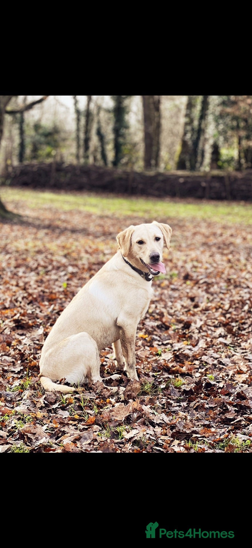 Labrador Retriever dogs KC Registered Labrador Puppies expecting 8 - Advert 2