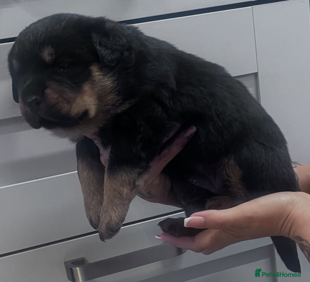 Rottweiler dogs for sale: Rottweiler puppies  - Advert 3